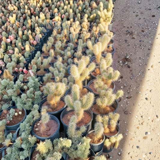 Teddy Bear Cholla Cactus – Cylindropuntia bigelovii Live Rooted Plant | Bare Root | 5 Gallon Size | Desert Cactus | Drought Tolerant