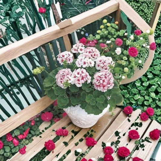 Geranium Maverick Star – Pelargonium Seeds | 1,000 Seeds | Blush Pink Blooms with Deep Pink Eye | Robust Garden Geranium | Pot & Landscape Friendly | Easy to Grow