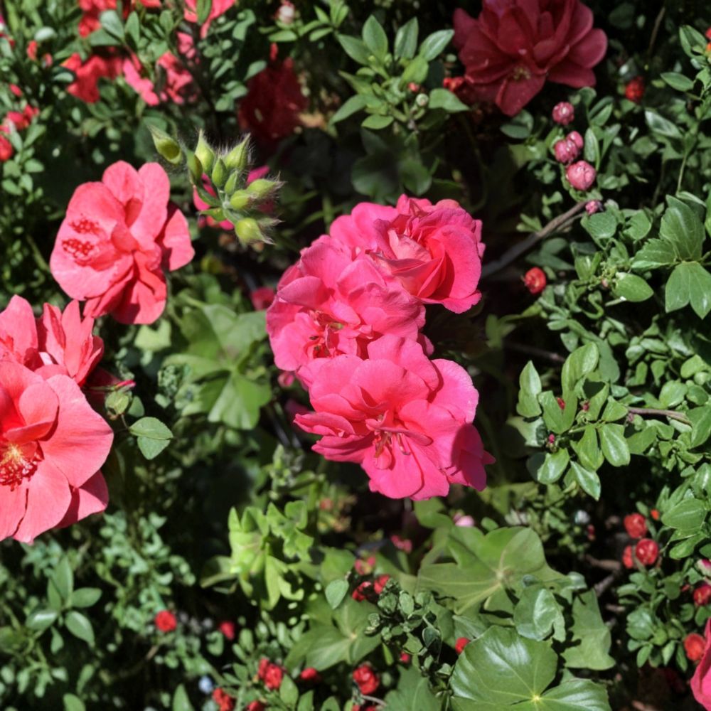 Ivy Geranium Cuttings Assorted Colors – 8 Fresh Pelargonium Cuttings for Rooting | Trailing Geranium Mix | Hanging Basket Flowers