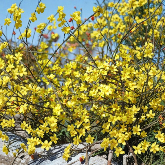 Winter Jasmine Plant – Jasminum nudiflorum Live Plant | 1 Gallon Bonsai Shrub | Yellow Early Spring Flowers | 迎春花 黄梅