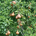 Bosc Pear Tree – Pyrus communis Live Bare Root | 3–4 Ft European Pear | Sweet Firm Fruit | OHxF 333 Rootstock