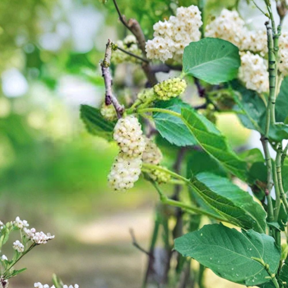 White Mulberry Tree – Morus alba Bare Root Starter | 12–24 Inches Tall | Hardy Fruit Tree | Easy to Grow