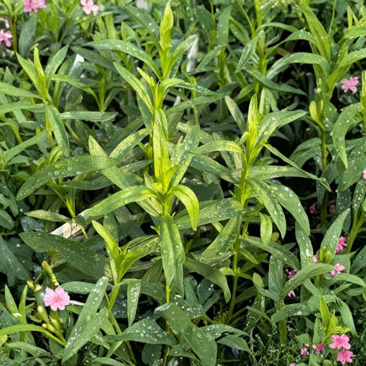 French Tarragon Live Plants – Set of 2 | 4–5 Inches Tall | Artemisia dracunculus var. sativa | Perennial Culinary Herb | Aromatic Tarragon | Garden & Container Friendly