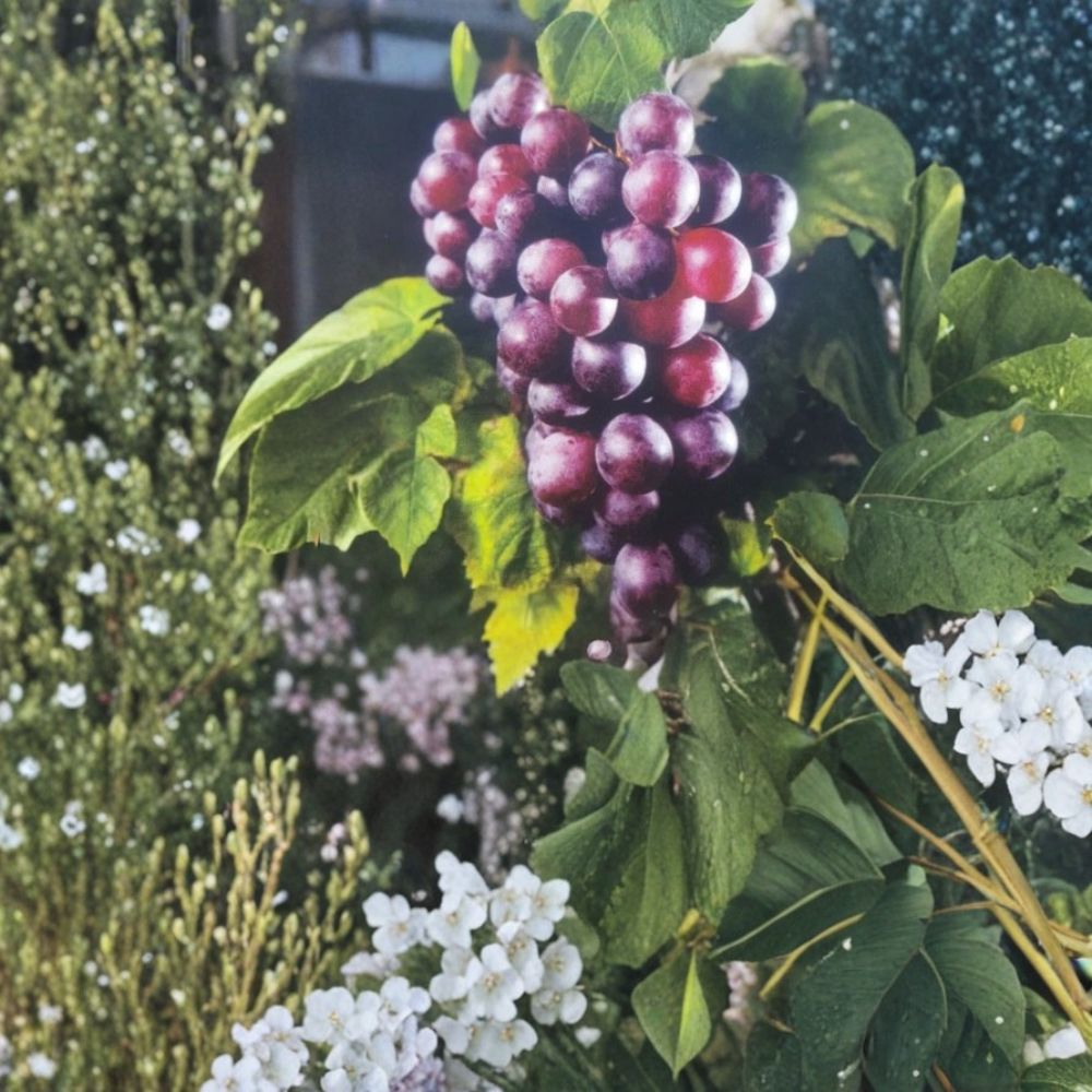 Black Cowart Muscadine Grape Vine – Vitis rotundifolia Live Plant | 3 Gallon Size | Self-Fertile Fruit Vine | Sweet Muscadine Grapes | Vineyard & Home Garden Favorite