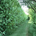 Hybrid Willow Trees – Austree Willow Live Plants | 26 Pack Fast Growing Shade & Privacy Trees | Bare Root Starter Plants | Windbreak Hedge