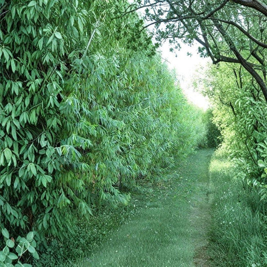 Hybrid Willow Trees – Austree Willow Live Plants | 26 Pack Fast Growing Shade & Privacy Trees | Bare Root Starter Plants | Windbreak Hedge