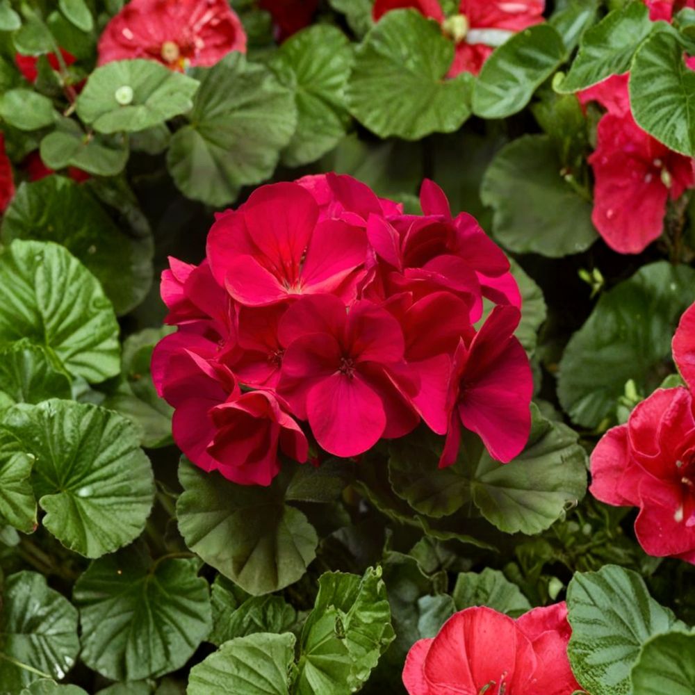 Pinto Premium Violet Geranium Plants – 6 Live Baby Plug Plants | Pelargonium Annual Flowers | Patio & Garden Friendly | Easy to Grow