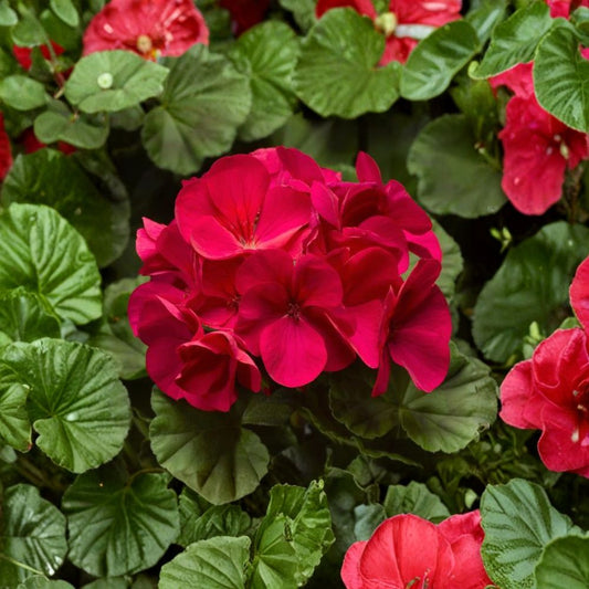 Pinto Premium Violet Geranium Plants – 6 Live Baby Plug Plants | Pelargonium Annual Flowers | Patio & Garden Friendly | Easy to Grow