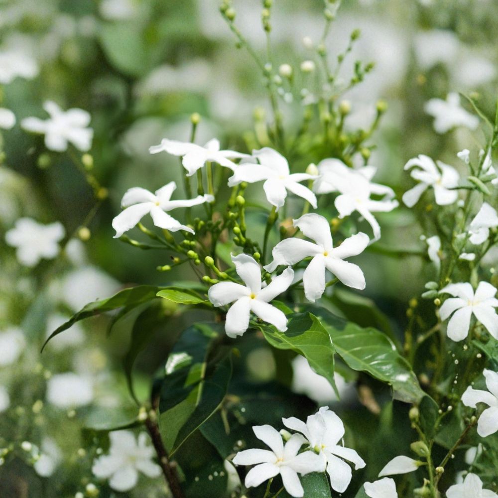 Star Jasmine Live Plant – Confederate Jasmine in 4 Inch Pot | Trachelospermum jasminoides | Fragrant Climbing Vine or Ground Cover