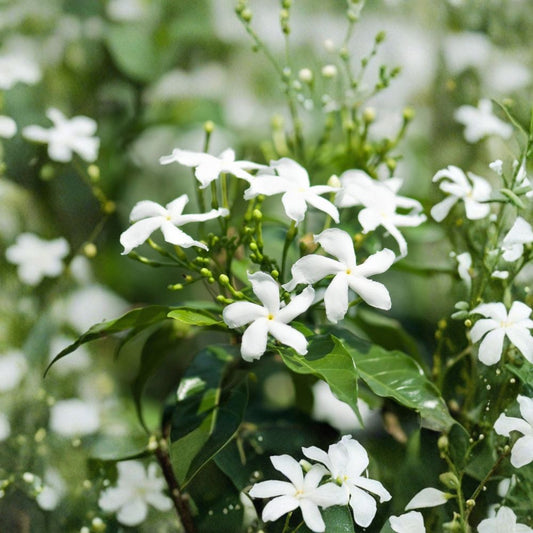 Star Jasmine Live Plant – Confederate Jasmine in 4 Inch Pot | Trachelospermum jasminoides | Fragrant Climbing Vine or Ground Cover