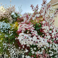 Pink Jasmine Plant – Jasminum polyanthum Live Starter | Rooted Plant in Pot | Extremely Fragrant Climbing Vine | Indoor Outdoor