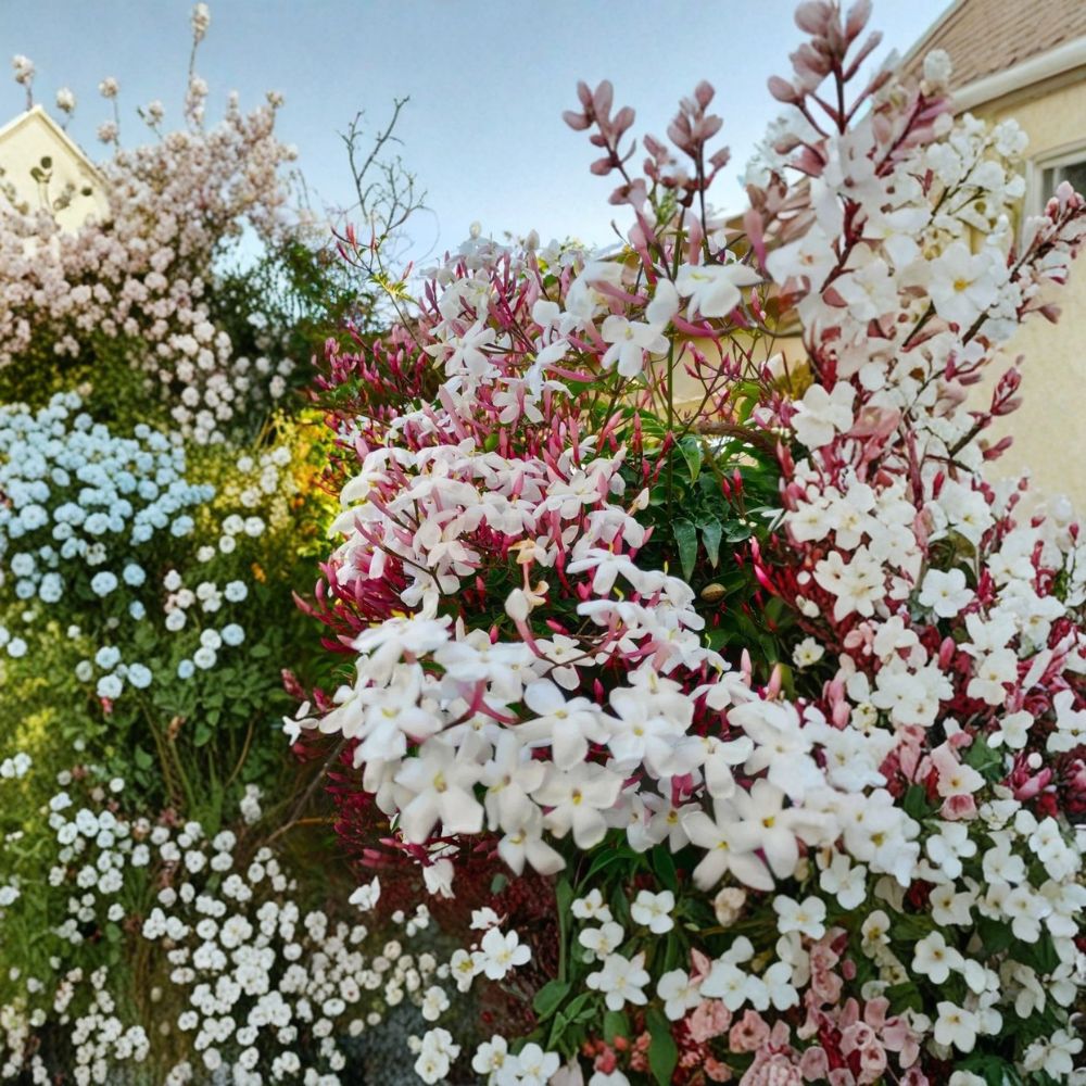 Pink Jasmine Plant – Jasminum polyanthum Live Starter | Rooted Plant in Pot | Extremely Fragrant Climbing Vine | Indoor Outdoor