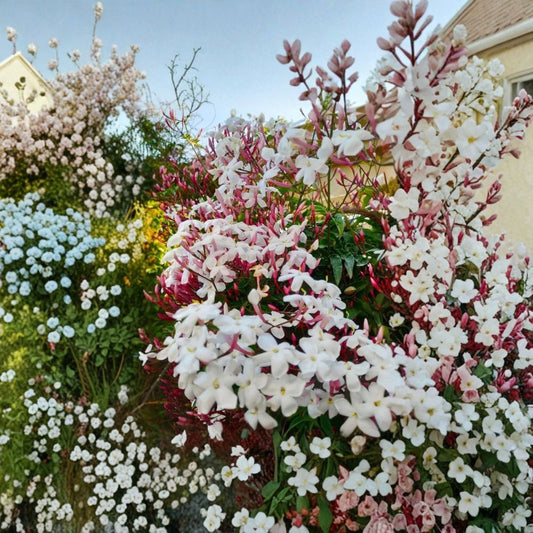 Pink Jasmine Plant – Jasminum polyanthum Live Starter | Rooted Plant in Pot | Extremely Fragrant Climbing Vine | Indoor Outdoor