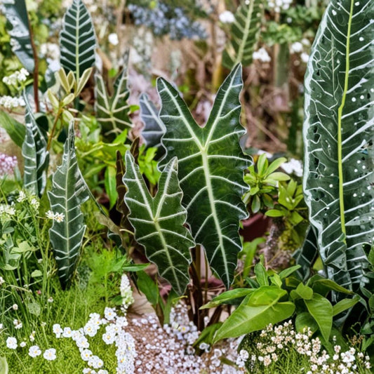 Alocasia Amazonica – Set of 2 Live Plants | 4–6 Inches Tall | No Pot | Tropical Arrow-Shaped Foliage | Indoor & Greenhouse Friendly | Rare Foliage Plant