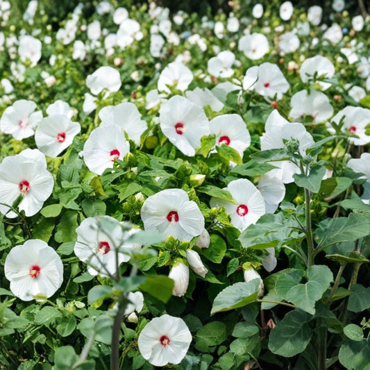 Hardy White Hibiscus – Hibiscus grandiflorus Live Bare Root Plant | Giant White Perennial Flowers | Butterfly Garden
