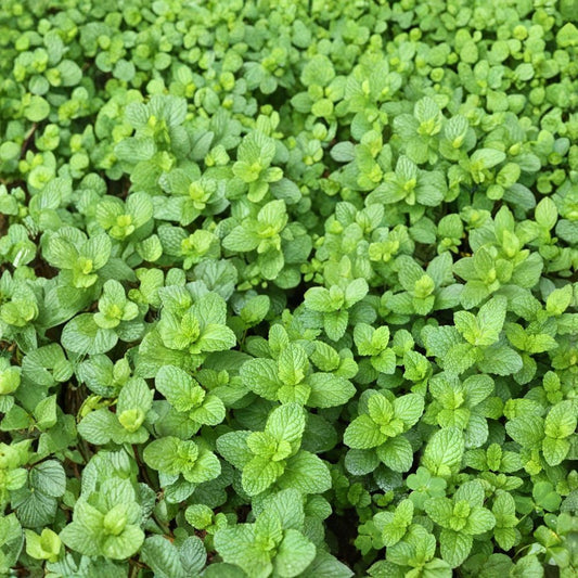 Spearmint Mint Cuttings – Mentha spicata Live Unrooted Cuttings | 6 Organic Mint Cuttings for Rooting | Culinary Herb Starter | Easy to Grow