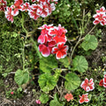 Rare Red & White Pelargonium Geranium Cutting – 6 Inch Live Plant Starter | White Tipped Red Blooms | Hardy Patio Flower | Fast Growing