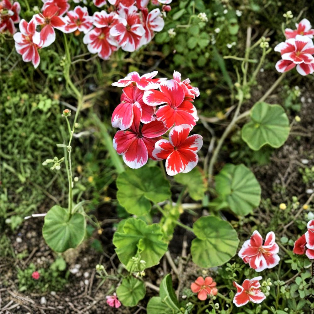 Rare Red & White Pelargonium Geranium Cutting – 6 Inch Live Plant Starter | White Tipped Red Blooms | Hardy Patio Flower | Fast Growing