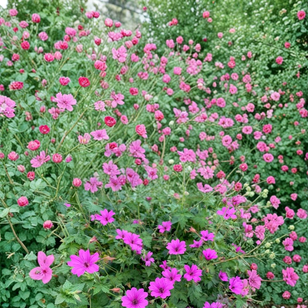 Elworthy Eyecatcher Geranium Seeds – Pelargonium Flower Seeds | 25+ Seeds Included | Vibrant Garden Blooms | Patio & Container Friendly | Easy to Grow