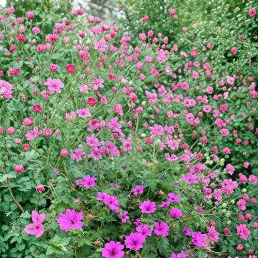 Elworthy Eyecatcher Geranium Seeds – Pelargonium Flower Seeds | 25+ Seeds Included | Vibrant Garden Blooms | Patio & Container Friendly | Easy to Grow