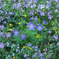 Geranium Pratense Mixed Colors Seeds – Hardy Perennial Cranesbill Flowers | Butterfly Garden Flower Seeds