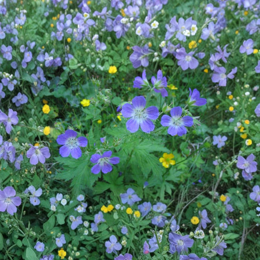 Geranium Pratense Mixed Colors Seeds – Hardy Perennial Cranesbill Flowers | Butterfly Garden Flower Seeds