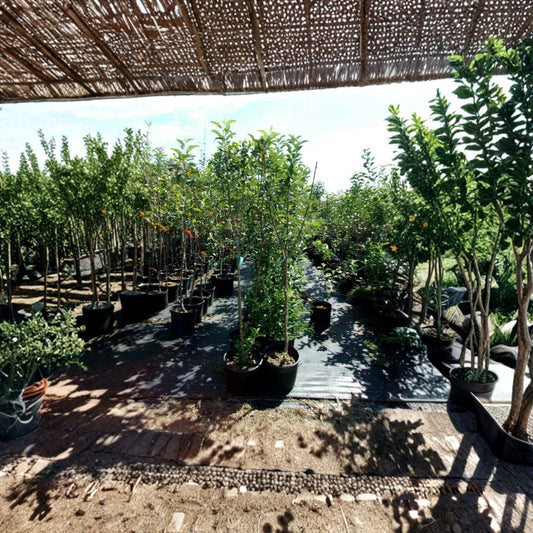 York Apple Tree – Live Fruit Tree | 4–6 Feet Tall | Sweet Juicy Apples | Backyard Orchard Starter | Easy to Grow