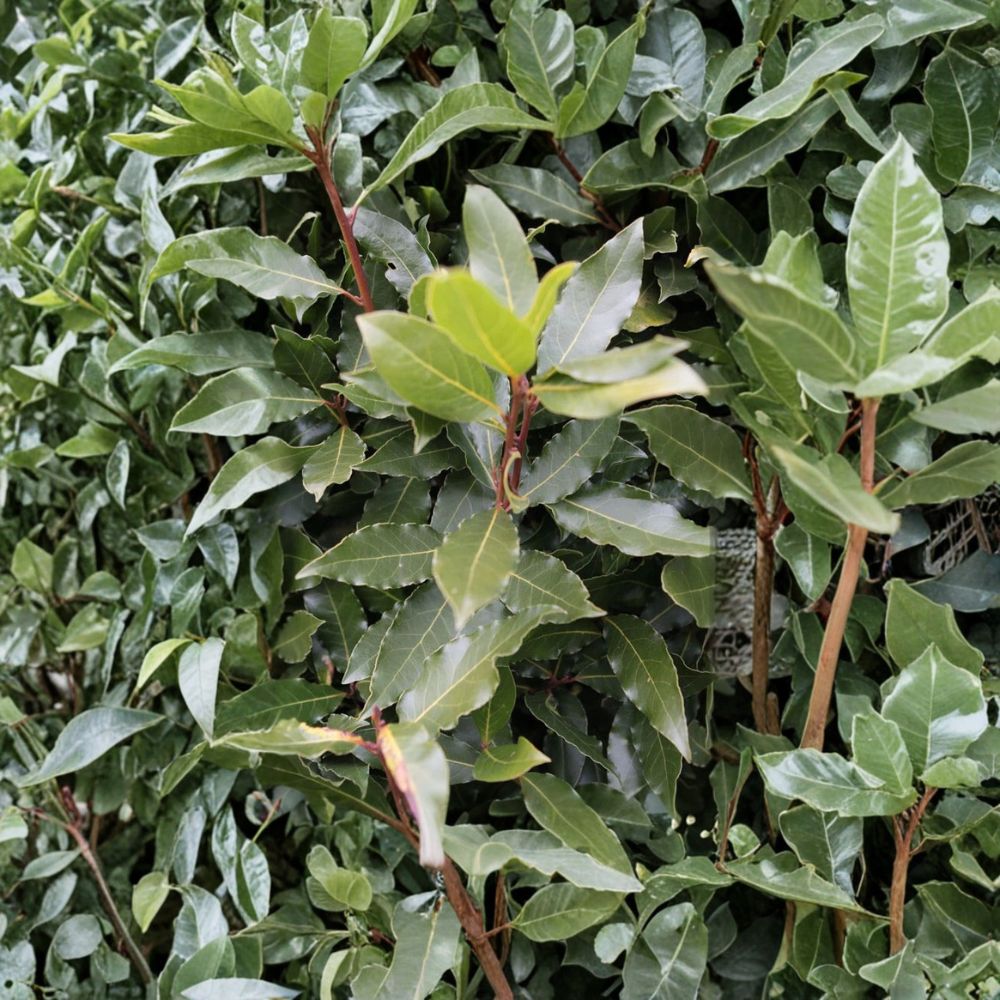 Bay Leaf Tree – Laurus nobilis Live Starter Plant | Sweet Bay Laurel in Pot | Small Rooted Herb Tree | Indoor Outdoor Container Plant | Culinary Herb