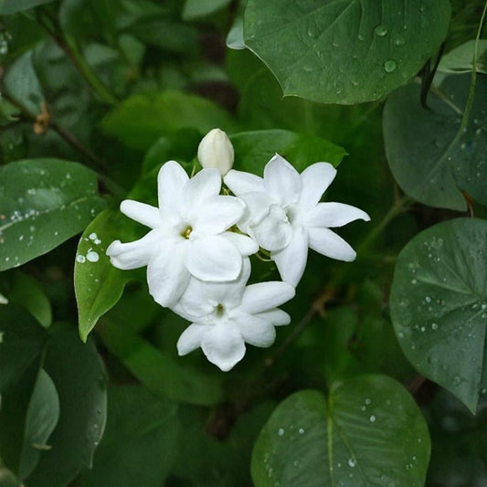 Maid of Orleans Jasmine – Jasminum sambac Live Starter Plant | Extremely Fragrant Arabian Jasmine | 2–8” Potted Plant | Indoor Outdoor