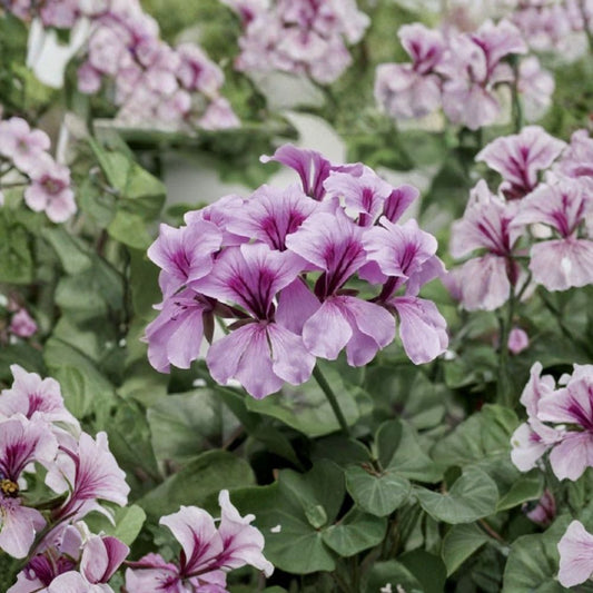 Tornado Lilac Geranium Seeds – 15 Film Coated Trailing Flower Seeds | Ivy Geranium for Hanging Baskets | Heat Tolerant & Easy to Grow