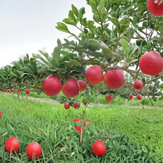 Red Gala Apple Tree – Malus domestica Bare Root | 32 Inches Tall | M7 Rootstock Semi-Dwarf | Sweet Crisp Apple Tree | Backyard Fruit Garden Starter