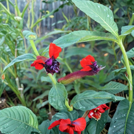 Cuphea Batface Live Plants – 2 Pack | 4–6 Inches Tall | No Pot | Cuphea llavea | Unique Bat-Shaped Flowers | Ornamental Flowering Plant