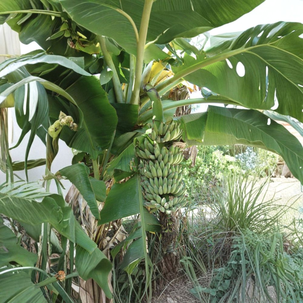 Dwarf Nam Wah Banana – Musa Live Starter Plant | Small Rooted Plant in Nursery Pot | Tropical Fruit Banana | Patio & Container Friendly