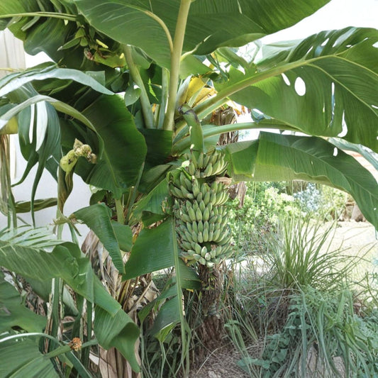 Dwarf Nam Wah Banana – Musa Live Starter Plant | Small Rooted Plant in Nursery Pot | Tropical Fruit Banana | Patio & Container Friendly