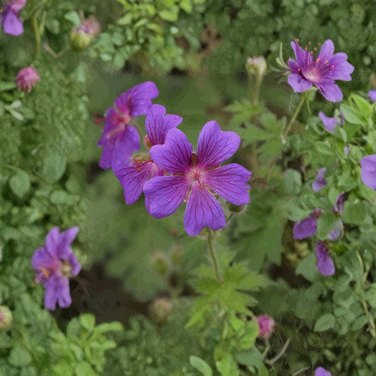 Geranium pratense ‘Painter’s Palette’ Mix Seeds – 10+ Hardy Cranesbill Perennial Flower Seeds