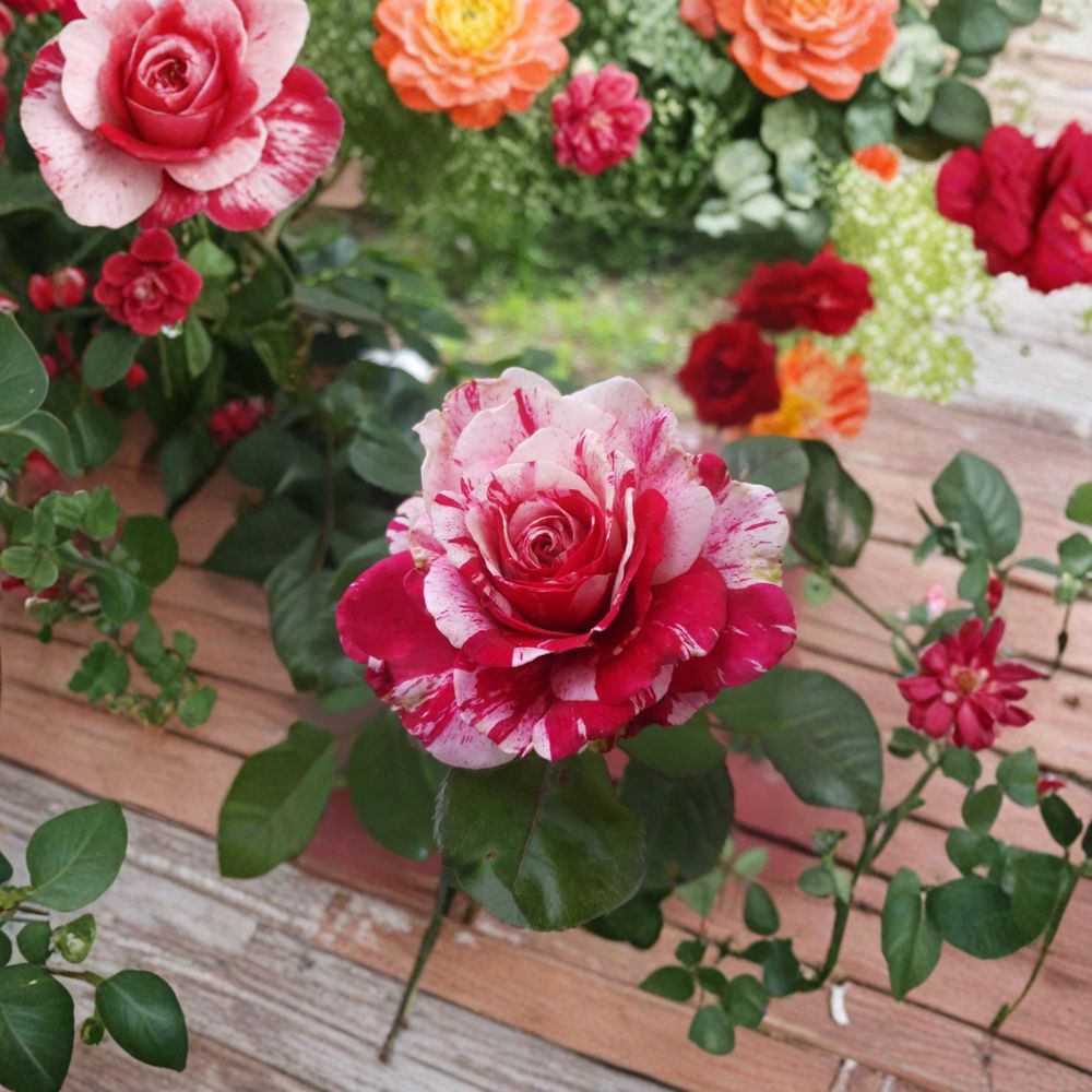 Scentimental Floribunda Rose – Live Bush Plant | 3 Gallon Size | Large Double Blooms | Fragrant Red & White Rose Shrub | Easy to Grow Garden Rose