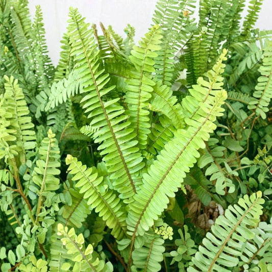 Rooted Live Fern Plants – Set of 20 | Hardy Shade Ferns | Bare Root Perennial Ground Cover