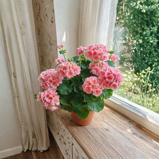 100 Geranium Flower Seeds – Ornamental Pelargonium Seeds for Garden, Balcony & Patio Planting | Outdoor Flowering Plants