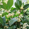 Sweet Osmanthus Tree – Osmanthus fragrans ‘Semperflorens’ Live Plant | 1 Gallon Fragrant Tea Olive | Year-Round Blooming | 四季桂