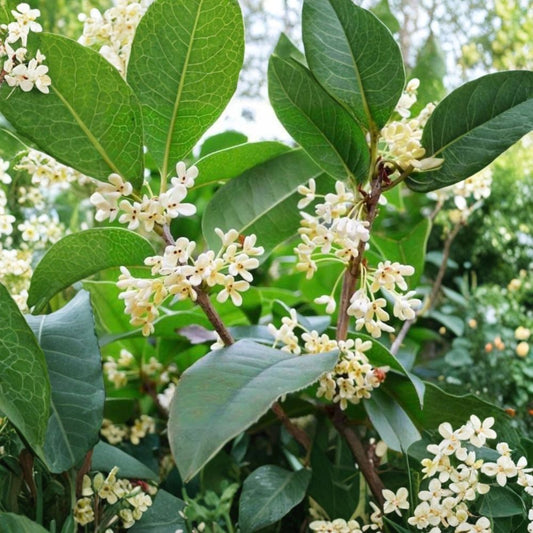 Sweet Osmanthus Tree – Osmanthus fragrans ‘Semperflorens’ Live Plant | 1 Gallon Fragrant Tea Olive | Year-Round Blooming | 四季桂