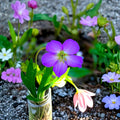 Oregon Geranium Seeds – 10 Purple Cranesbill Flower Seeds | Native Perennial Wildflower | Pollinator Friendly | Easy to Grow Garden Herb Plant