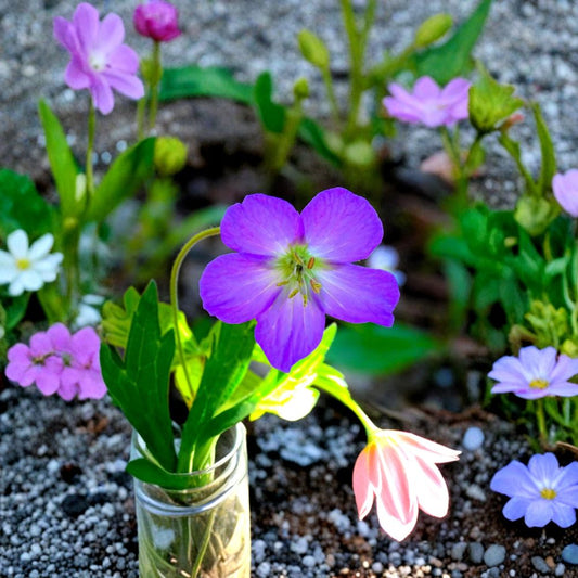 Oregon Geranium Seeds – 10 Purple Cranesbill Flower Seeds | Native Perennial Wildflower | Pollinator Friendly | Easy to Grow Garden Herb Plant