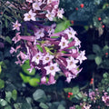 Purple Cestrum (Day Blooming Jasmine) – Cestrum purpureum Live Plant | 8–12 Inches Tall | Tropical Flowering Shrub | Lilac Purple Blooms | Fast Growing Garden Plant