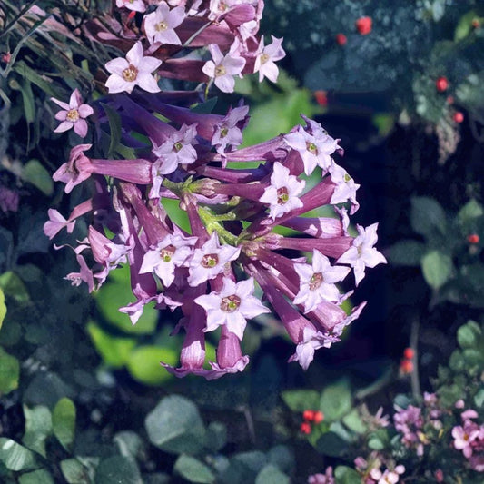Purple Cestrum (Day Blooming Jasmine) – Cestrum purpureum Live Plant | 8–12 Inches Tall | Tropical Flowering Shrub | Lilac Purple Blooms | Fast Growing Garden Plant