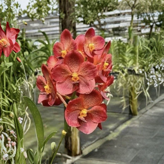 Vanda Predo Bonettl Jairak – Vanda Live Orchid | 3–5 Inch Young Plant | Bare Root | Fragrant Tropical Orchid