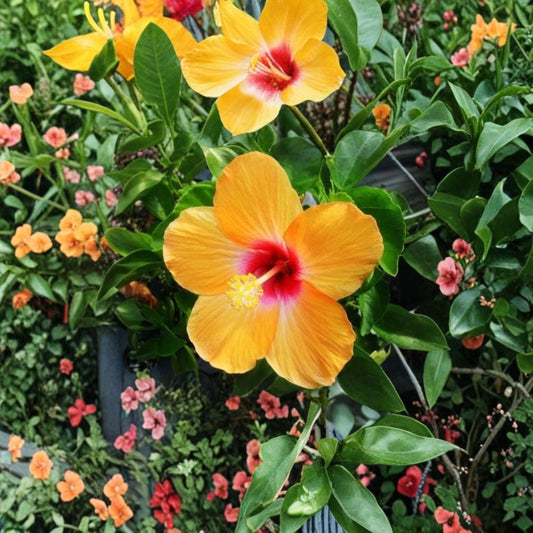 Cheri Tropical Hibiscus – Hibiscus rosa-sinensis Live Plant | 8–12 Inches Tall | Rooted Starter in Pot | Orange & Red Flowers | Tropical Garden & Patio Plant