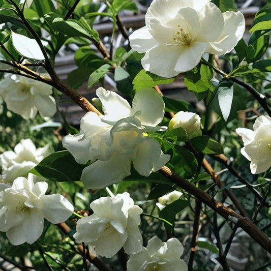 Florida Gardenia Crepe Jasmine Live Plant | 8–12 Inches Tall | Fragrant Double White Flowers | Tabernaemontana divaricata | Tropical Flowering Shrub | Garden Patio Pot Plant
