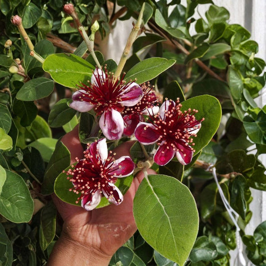 Pineapple Guava (Feijoa) Starter Plant | Well Rooted Live Plant | Feijoa sellowiana | Sweet Tropical Fruit Tree | Ready to Grow