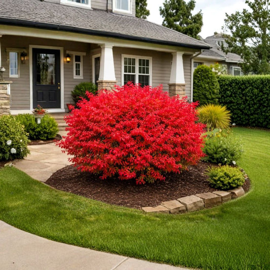 Burning Bush – 2 Live Plants | Euonymus alatus ‘Compacta’ | 6–12 Inches Tall | 4 Inch Pots | Compact Deciduous Shrub | Fall Color