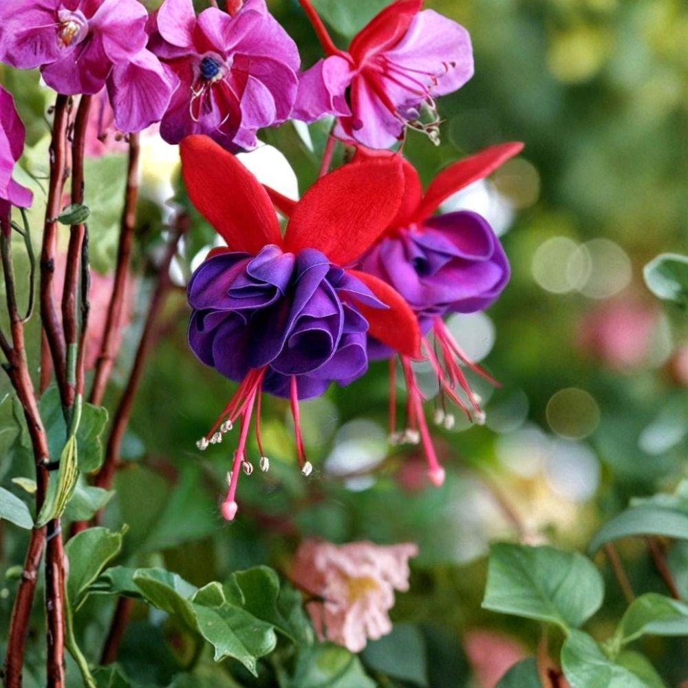 Fuchsia Plant – Live Starter Plant | 3–4 Inch Pot | Hummingbird Plant | Hanging Basket Favorite | Mother's Day Gift